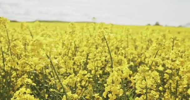 Krásné a jasně žluté Canola květinové pole — Stock video