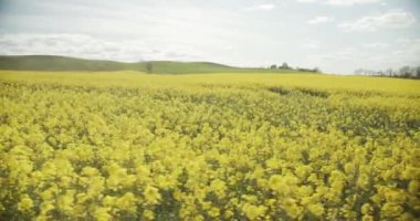 Danimarka 'nın Jutland şehrinde rüzgarlı bir günde yemyeşil tecavüz tohumu çiçekleri