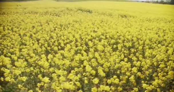 Gyönyörű lövés a Canola Fields széles nappal — Stock videók