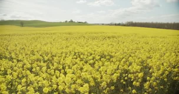Saftige Rapsfelder mit Blumen, die mit dem Wind tanzen in Dänemark — Stockvideo