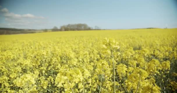 Canola Flores em um campo balançando para trás e para a frente com o vento — Vídeo de Stock