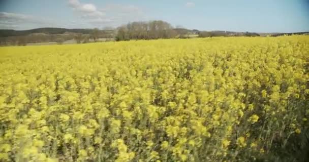 Bright Canola Fields with a Scenic View of Mountains and Sky in Background — стокове відео