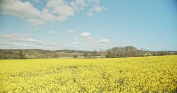 現場の白い雲、青い空と黄色の菜の花 — ストック動画