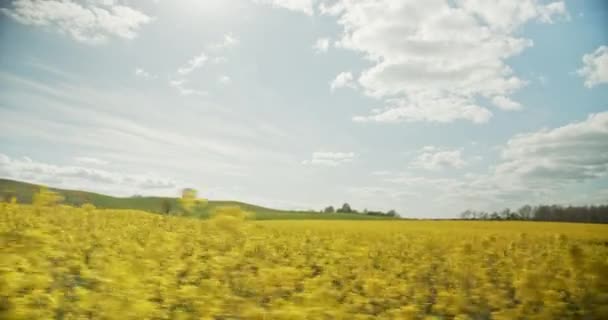 Γραφική λήψη των φωτεινών κίτρινων πεδίων Canola και πράσινων πεδίων στο παρασκήνιο — Αρχείο Βίντεο