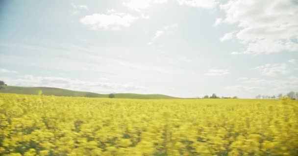 Panning shot dei ricchi campi di colza in Danimarca in pieno giorno — Video Stock