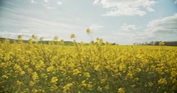 Ventos fortes fazendo as plantas de Canola balançar suavemente com o vento — Vídeo de Stock