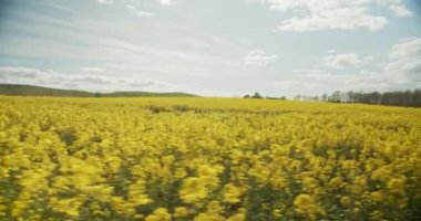 Parlak Sarı Kanola Alanları ve Arkaplandaki Yeşil Alanların İnce Görünümü