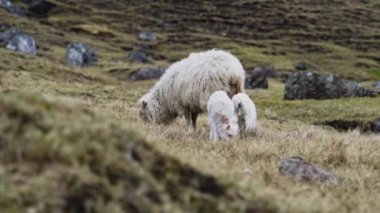 Faroe Adası 'nda Kuzular ve Koyun Otlatma