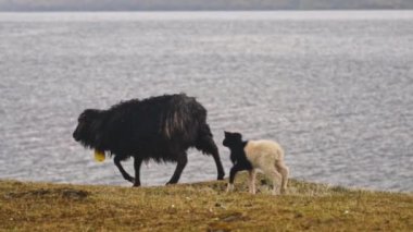Faroe Adası 'nda Koyun İzleyen Kuzu