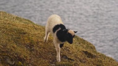 Faroe Adası 'nda Kuzu Koşusu