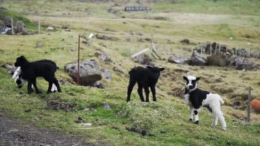 Faroe Adası 'nda Dört Kuzu