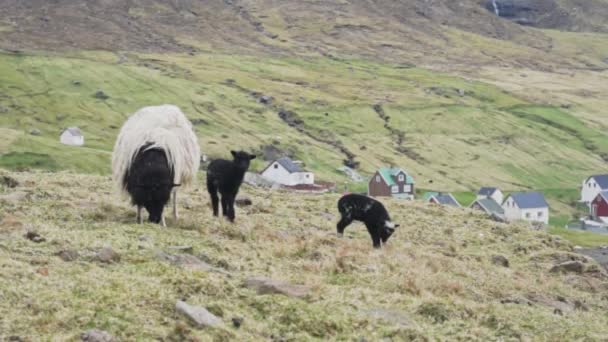 Moutons debout avec des agneaux noirs sur l'herbe — Video