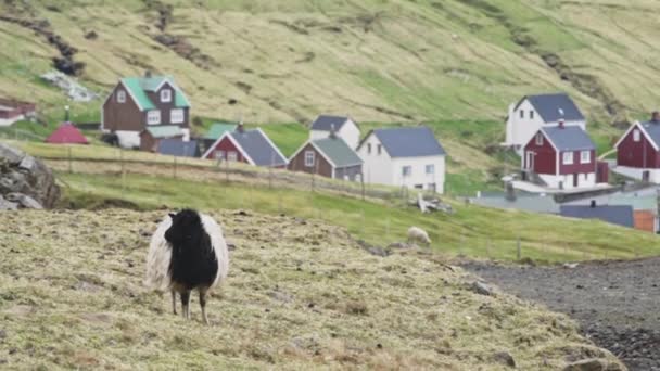 村の外の草の上に立つ羊 — ストック動画