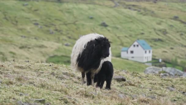 Moutons debout avec des agneaux noirs en dehors du village — Video