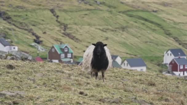 Овцы, стоящие на обочине — стоковое видео