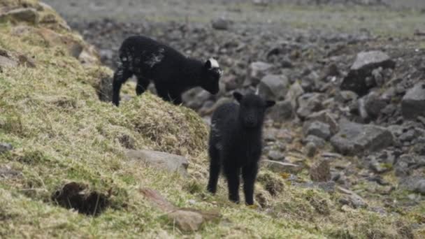 Cordero negro mirando a la cámara — Vídeos de Stock