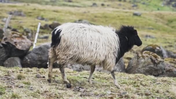 Moutons marchant le long du champ — Video