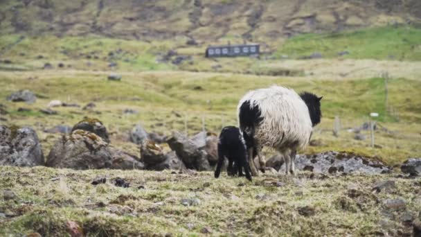 Moutons marchant le long du champ avec des agneaux — Video