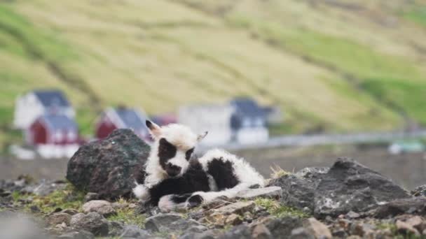 小羊在岩石间休息 — 图库视频影像