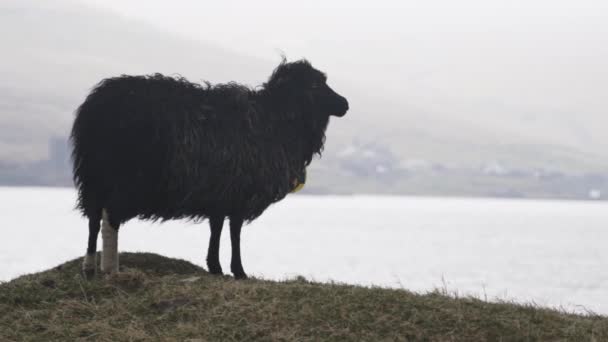 Moutons noirs debout regardant vers la mer — Video