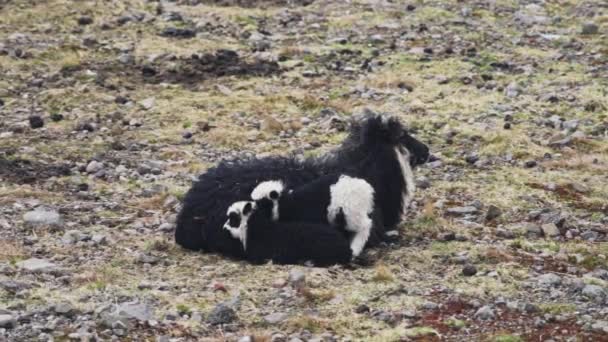 Ягнята отдыхают со своей матерью на Фарерском острове — стоковое видео