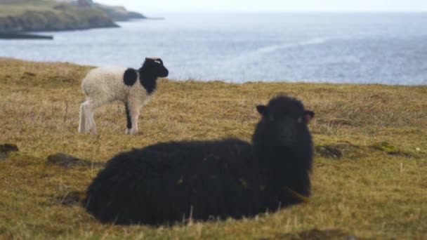 Cordero de pie junto a oveja negra — Vídeos de Stock