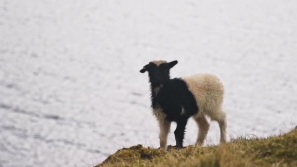 Cordero caminando en la isla de Faroe — Vídeos de Stock