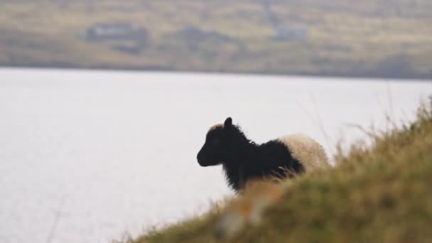 Cordero caminando en la isla de Faroe — Vídeos de Stock