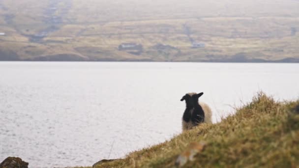Lamb kijkt naar camera op Faeröer eiland — Stockvideo