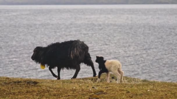 Cordeiro seguinte ovelha na ilha Faroé — Vídeo de Stock