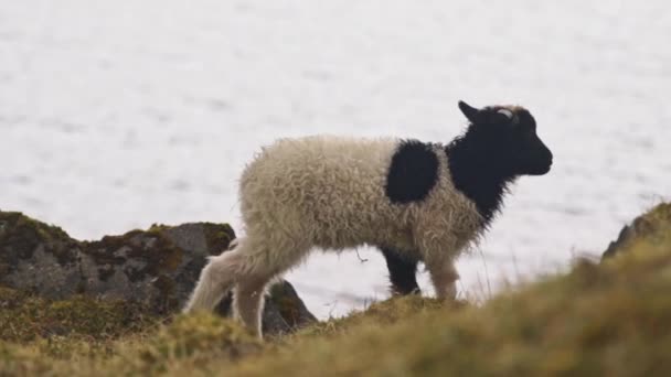 小羊在草地上行走 — 图库视频影像