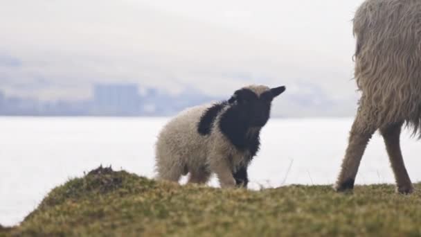 Cordero caminando con ovejas — Vídeo de stock
