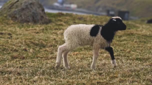 Ягненок идет вперед, а затем бежит к овцам — стоковое видео