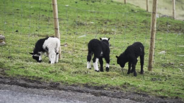 Tres corderos pastando por valla — Vídeos de Stock