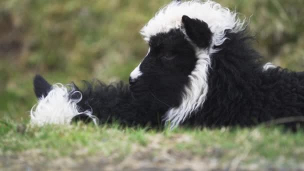 Zwei Lämmer liegen auf Gras — Stockvideo