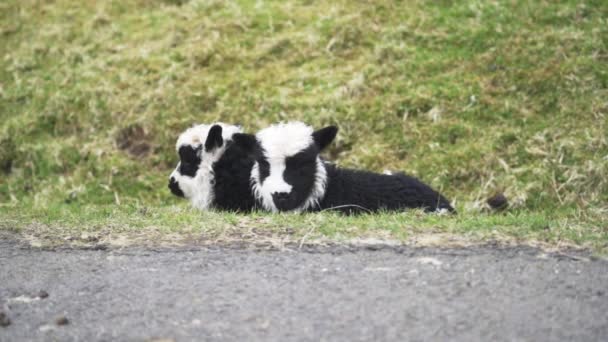Dos corderos acostados en la hierba — Vídeos de Stock