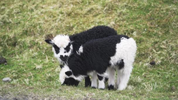 Dos corderos Grazing N Isla de Faroe — Vídeos de Stock