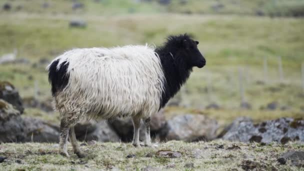 Corderos pastando en la isla de Faroe — Vídeos de Stock