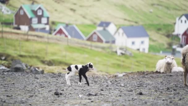 Lamm går att stå bredvid får — Stockvideo