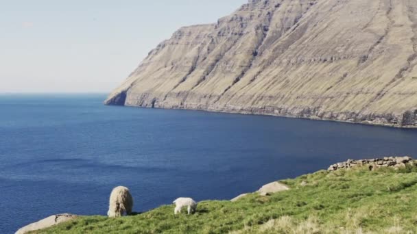 Ovce a jehně pasoucí se na pobřeží — Stock video