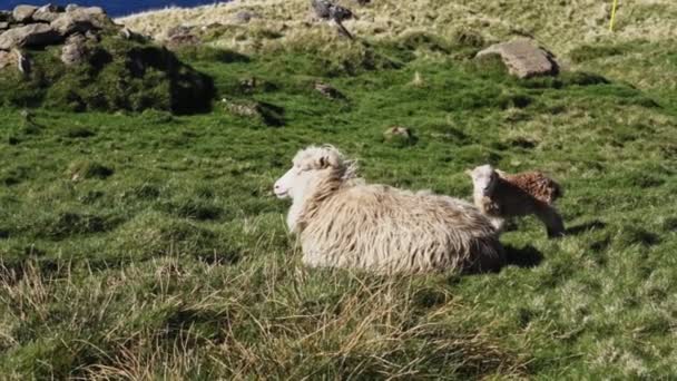 Овцы и ягненок лежат на траве — стоковое видео