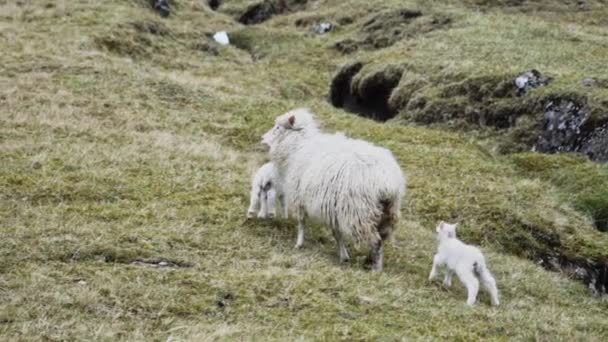 Ягнята и овцы ходят по траве — стоковое видео