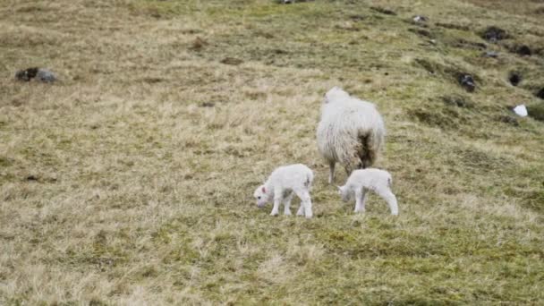 Twee lammeren en schapen grazen — Stockvideo