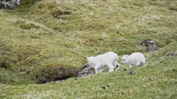 Два ягненка на траве на Фарерском острове — стоковое видео