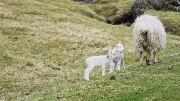 Agneaux et moutons marchant sur l'herbe — Video