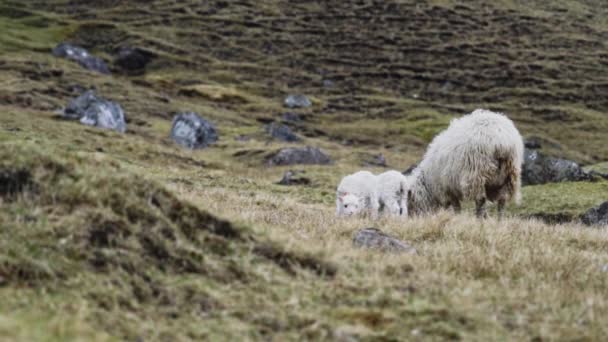 Ягнята бегут к овцам на Фарерском острове — стоковое видео