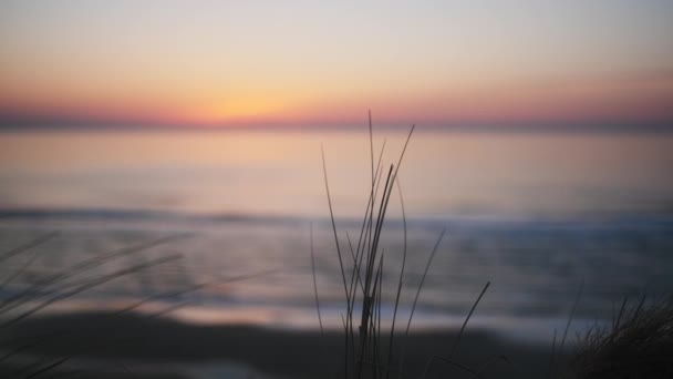 Skott av en vacker gul sol bakom torkat gräs vid Danmarks strand — Stockvideo