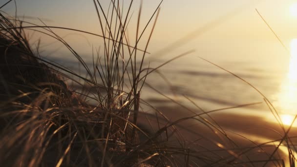 Tiro de hierba seca con vistas a la vasta costa del océano — Vídeo de stock