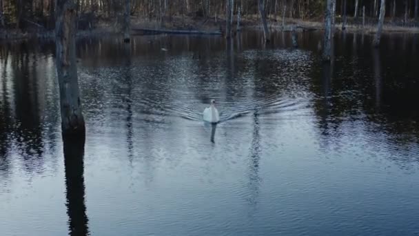 Cisne blanco en el lago ondulado — Vídeo de stock