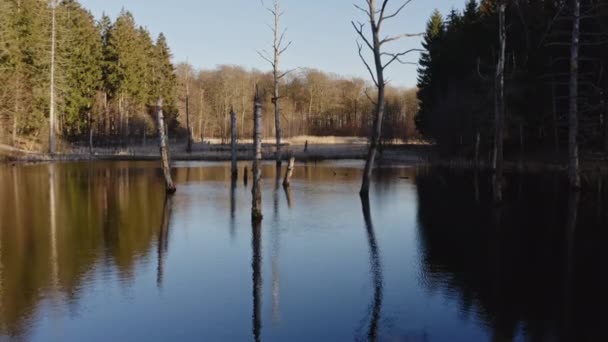 Політ дрона через тихе лісове озеро — стокове відео